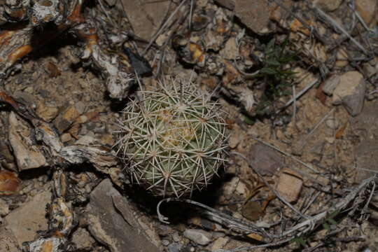 Image de Sclerocactus warnockii (L. D. Benson) N. P. Taylor