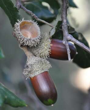 Image of Cork Oak