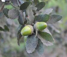 Image of Cork Oak