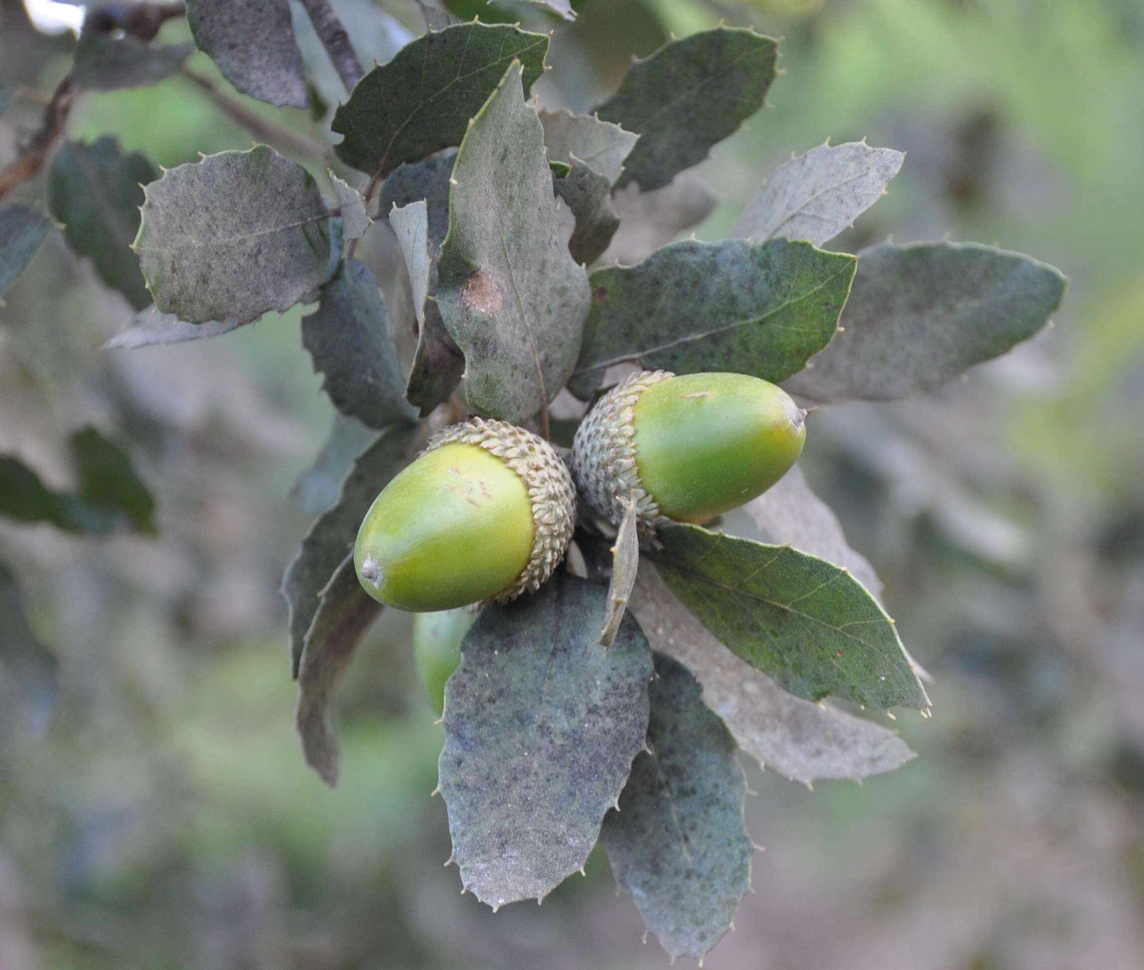 Image of Cork Oak