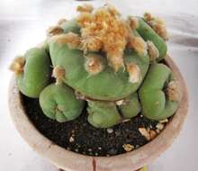 Image of Peyote