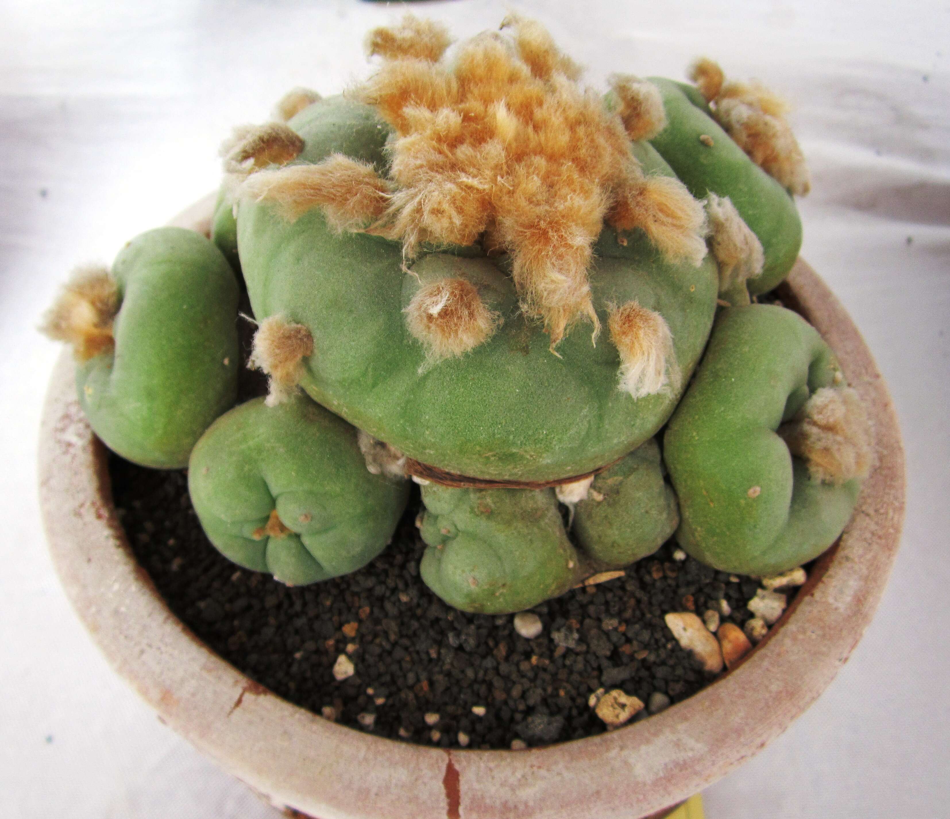 Image of Peyote