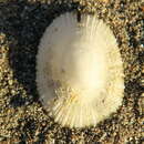 Image of Emarginula striatula Quoy & Gaimard 1834