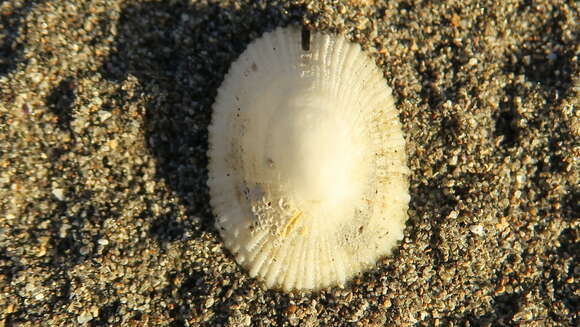 Image de Emarginula striatula Quoy & Gaimard 1834