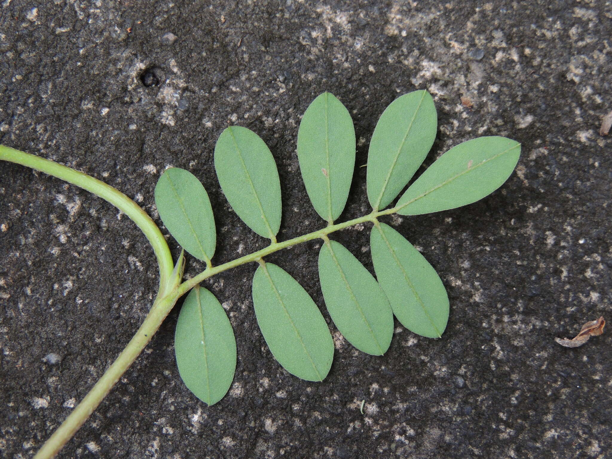 Indigofera spicata Forssk. resmi