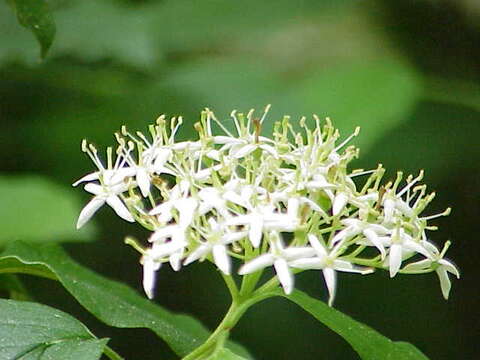 Imagem de Cornus sanguinea L.