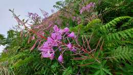 Image of <i>Chamaenerion <i>angustifolium</i></i> subsp. angustifolium