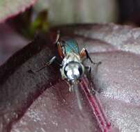 Image of Crabronid wasp