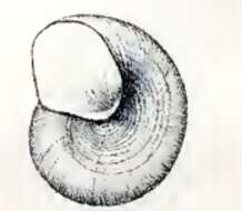 Imagem de Skenea diaphana (A. E. Verrill 1884)