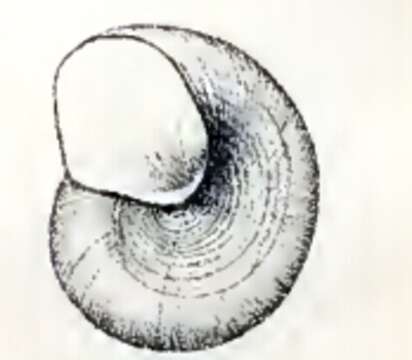 Image of Skenea diaphana (A. E. Verrill 1884)