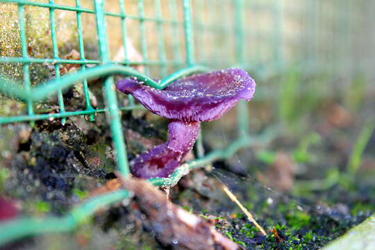 Image of Laccaria amethystina Cooke 1884