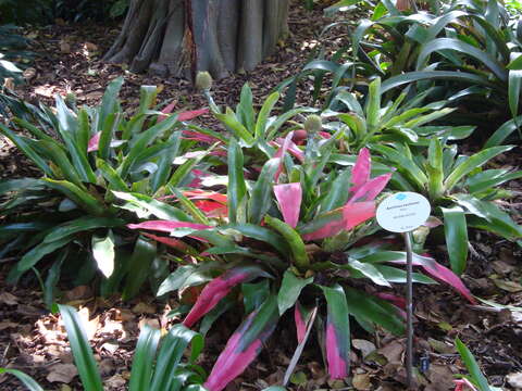 Image of Aechmea pectinata Baker