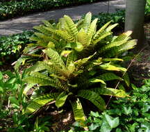 Image of Bromeliad