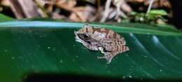 Image of Masked tree frog