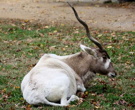 Image of Addax Laurillard 1841