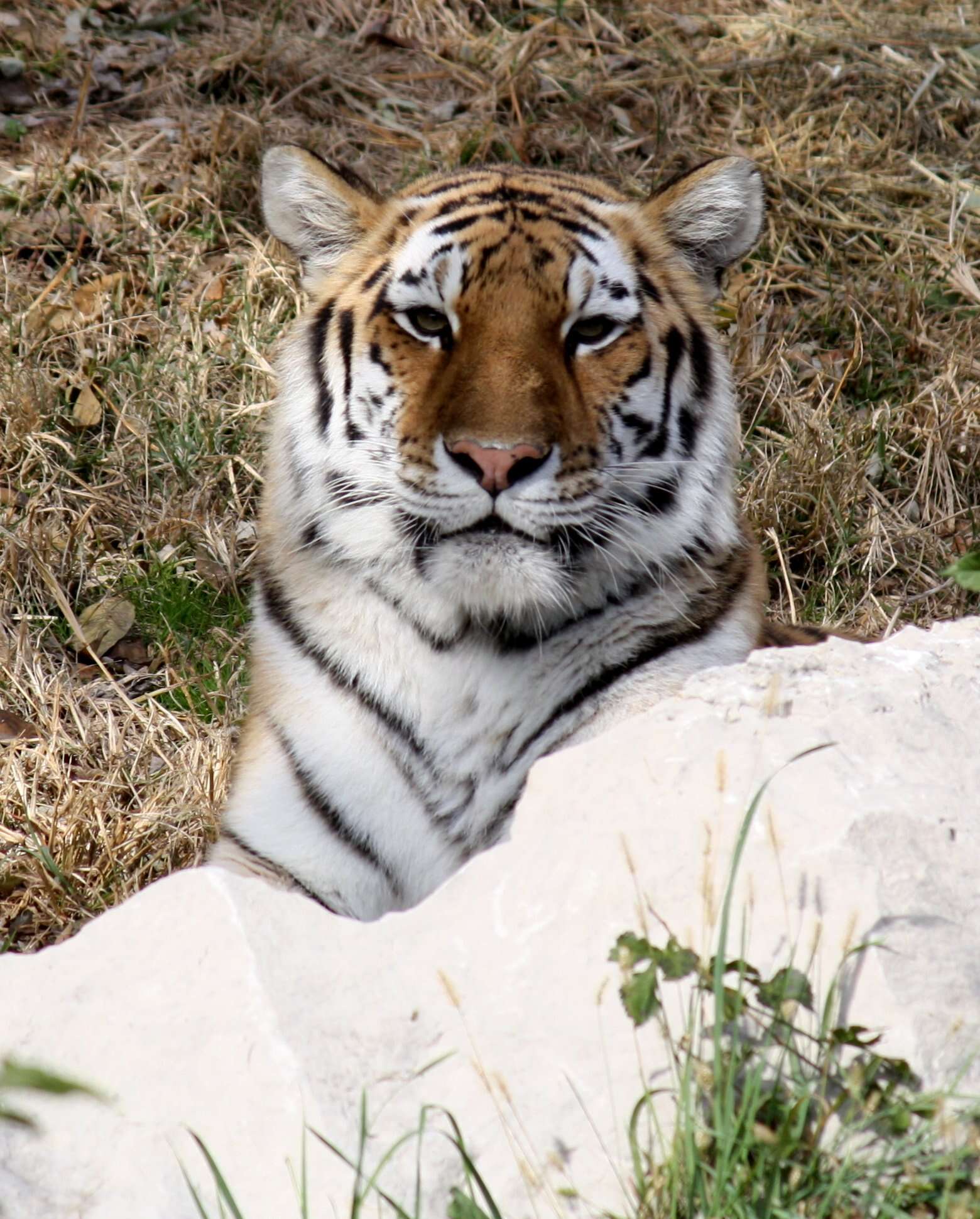 Image of Amur Tiger