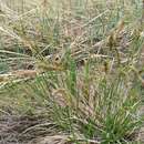 صورة Carex pediformis C. A. Mey.
