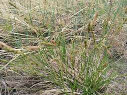 Image of Carex pediformis C. A. Mey.