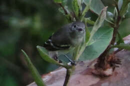 Imagem de Mecocerculus stictopterus (Sclater & PL 1859)