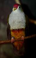 Image of Beautiful Fruit Dove