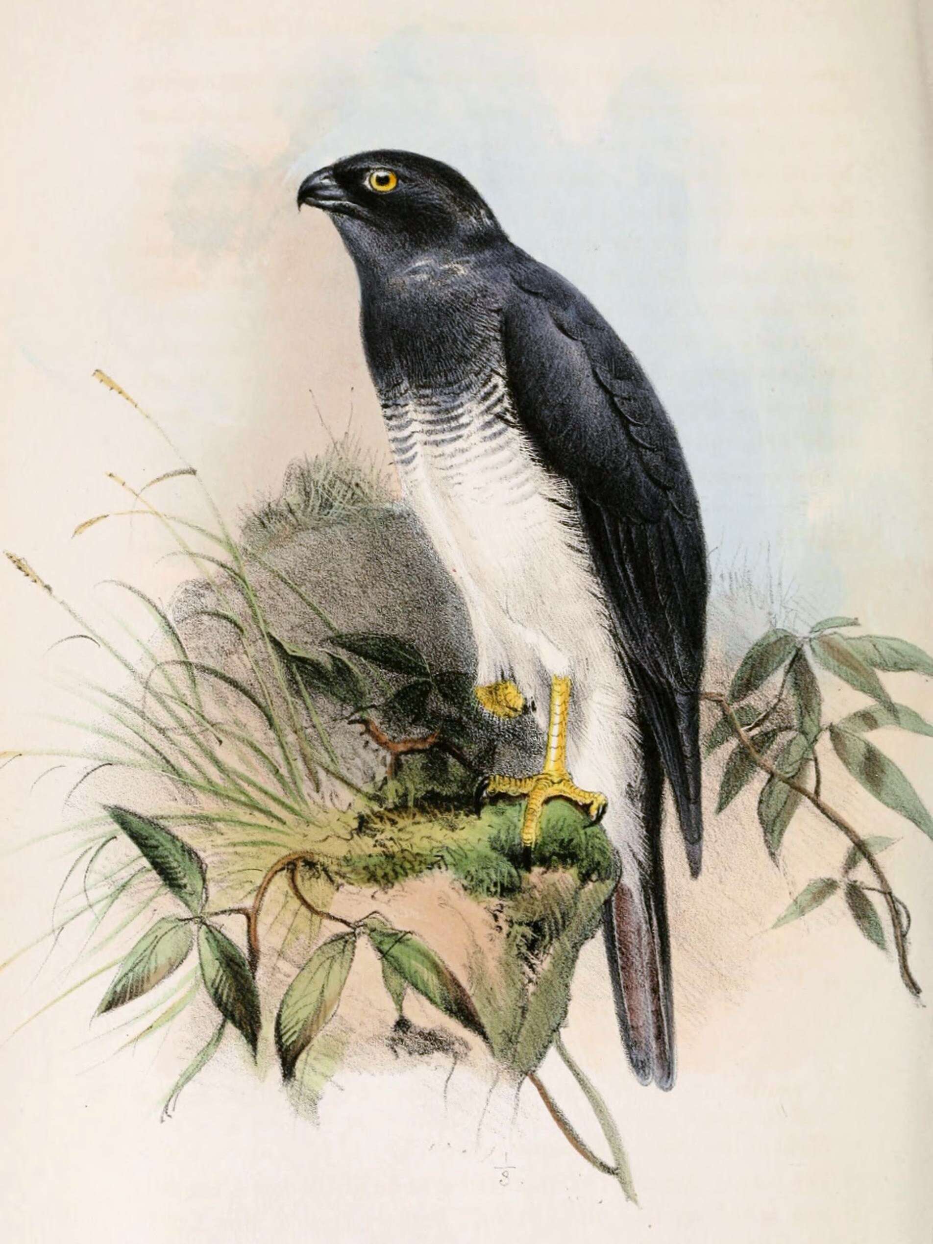 Image of White-bellied Goshawk