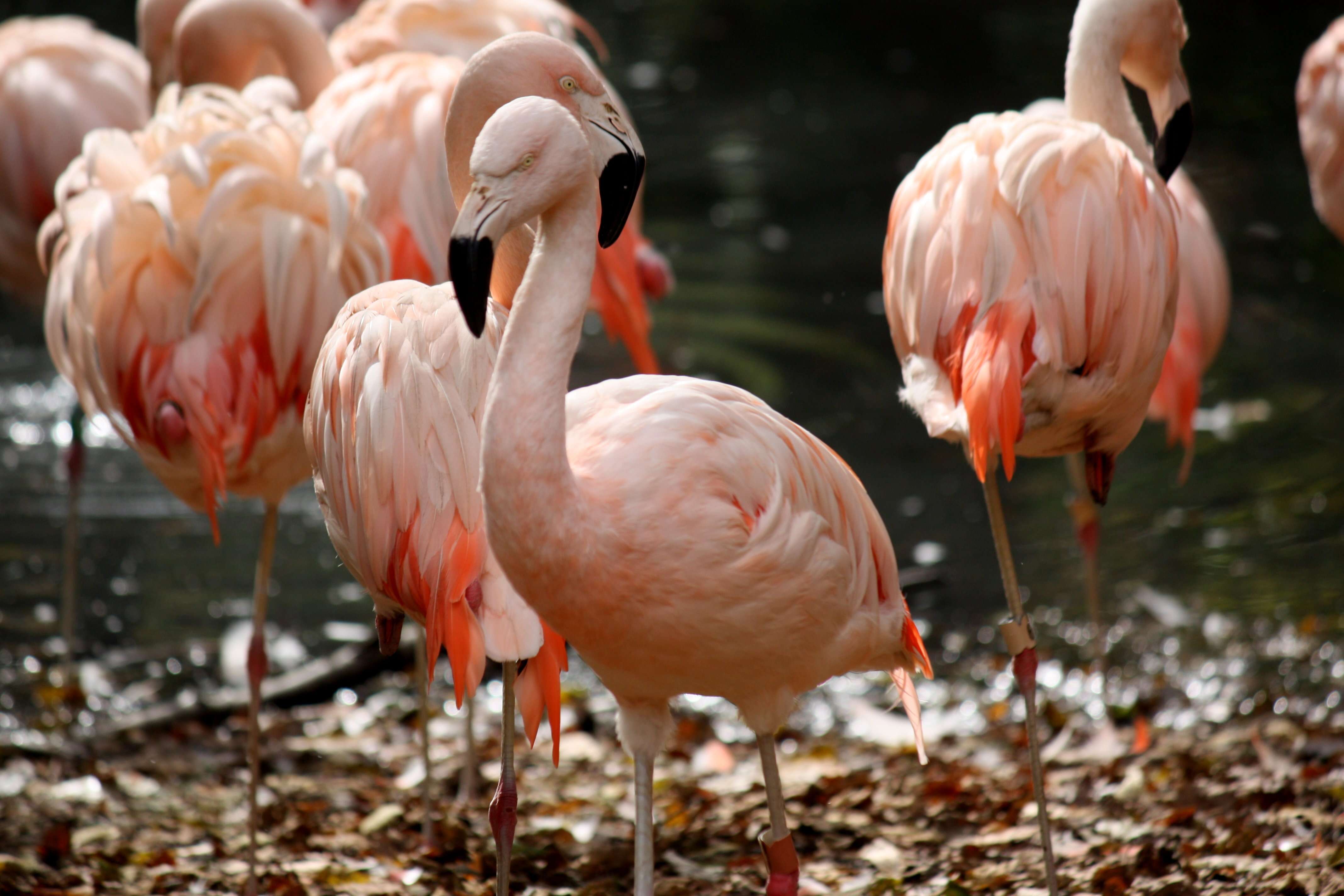 Imagem de Phoenicopterus chilensis Molina 1782