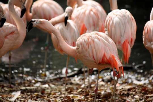 Imagem de Phoenicopterus chilensis Molina 1782