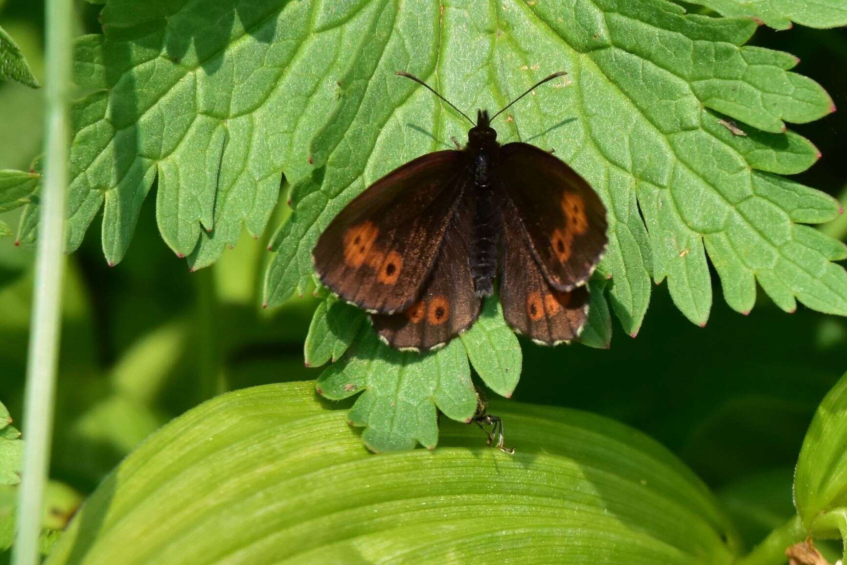 Image of Erebia jeniseiensis Trybom 1877