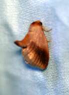 Image of Warm-chevroned Moth