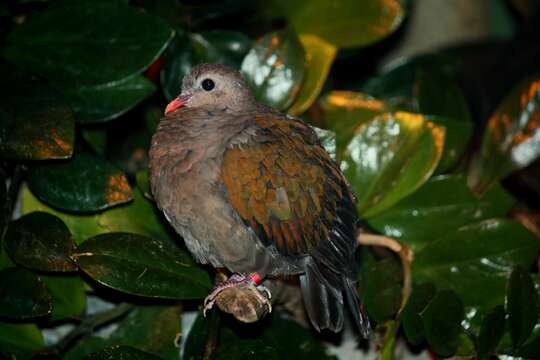 Image of Common Emerald Dove