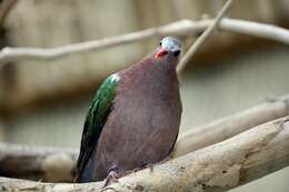 Image of Common Emerald Dove