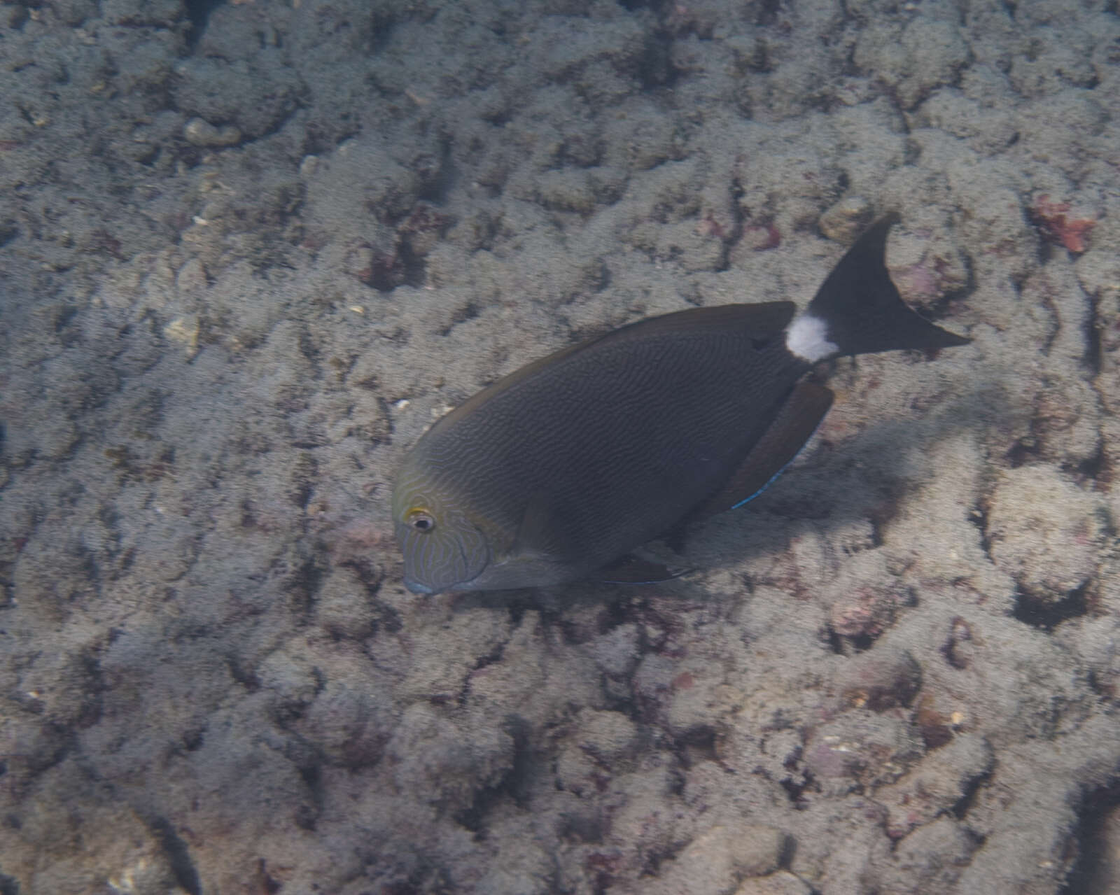 صورة Acanthurus nigroris Valenciennes 1835