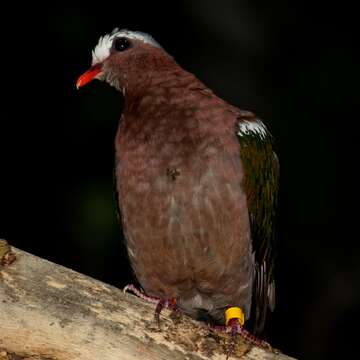 Image of Common Emerald Dove