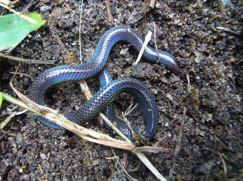 Image of Peters' Philippine Earth Snake