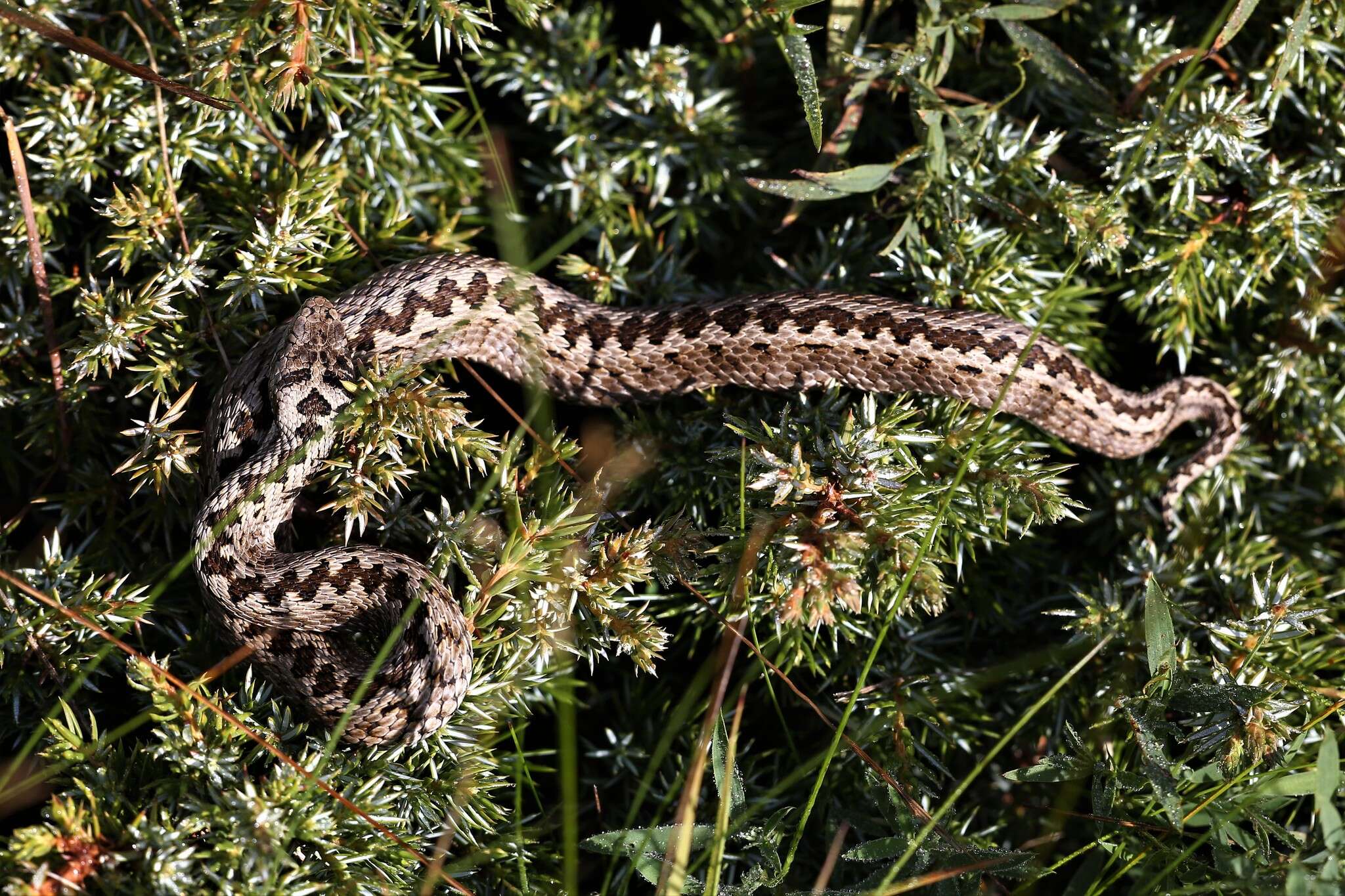 Plancia ëd Vipera ursinii (Bonaparte 1835)