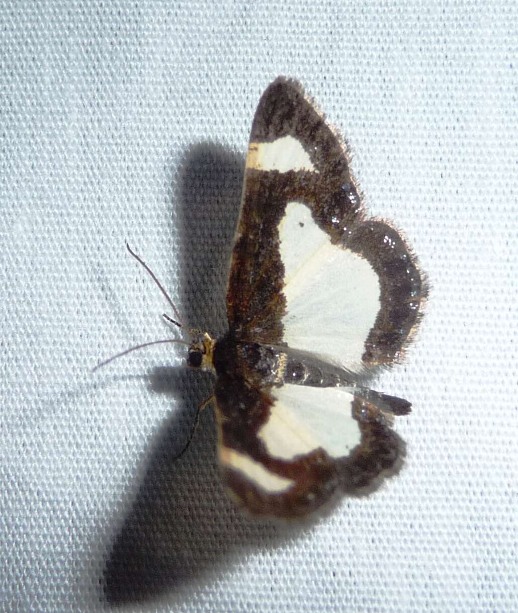 Image of Common Spring Moth