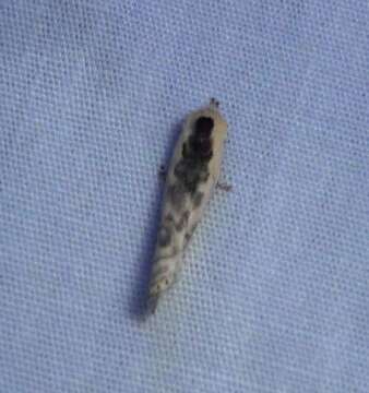 Image of Schlaeger's Fruitworm Moth