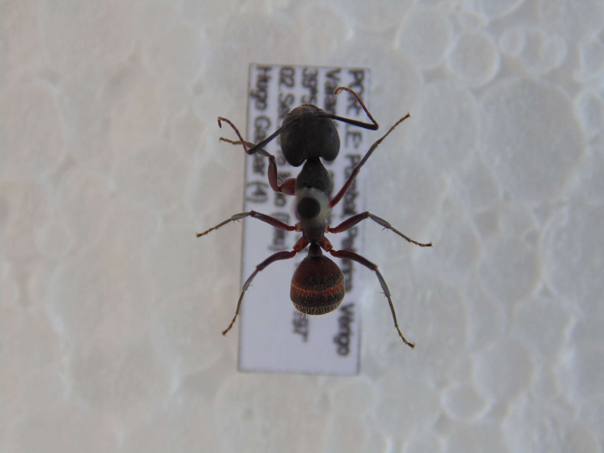 Image of Camponotus cruentatus (Latreille 1802)