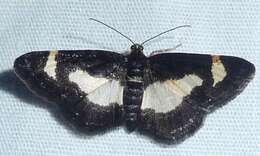 Image of Common Spring Moth