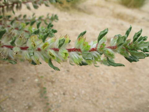 Image de Forsskaolea hereroensis Schinz