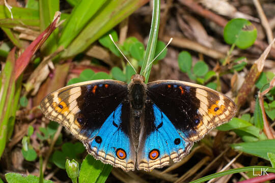 Image de Junonia orithya wallacei Distant 1883