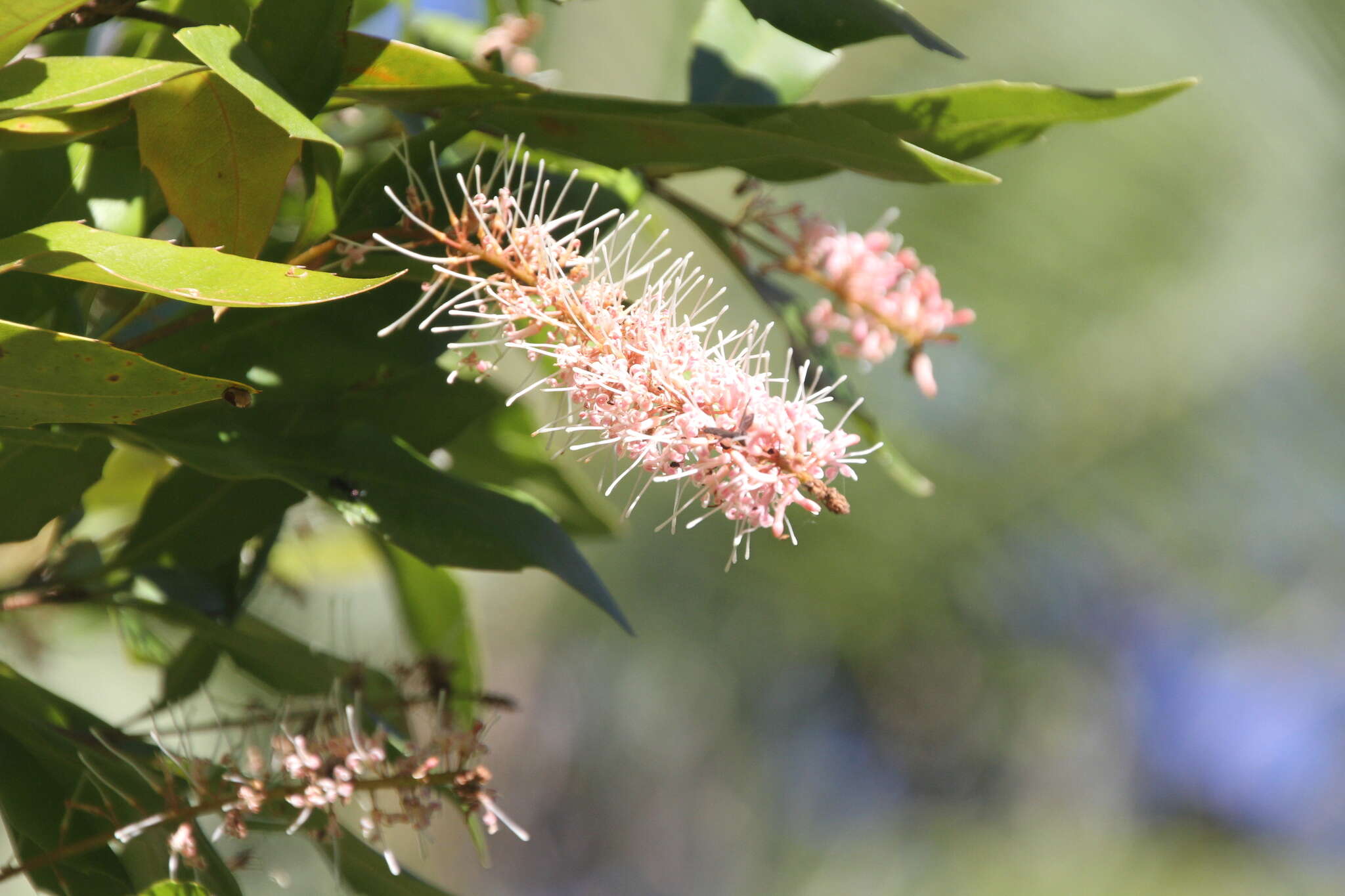 Image of Macadamia ternifolia F. Müll.