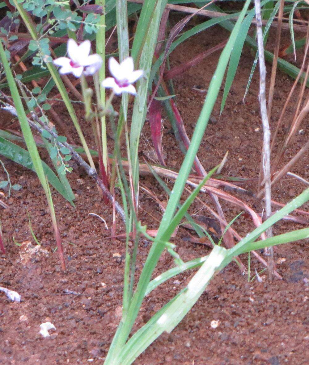 Freesia laxa subsp. azurea (Goldblatt & Hutchings) Goldblatt & J. C. Manning resmi