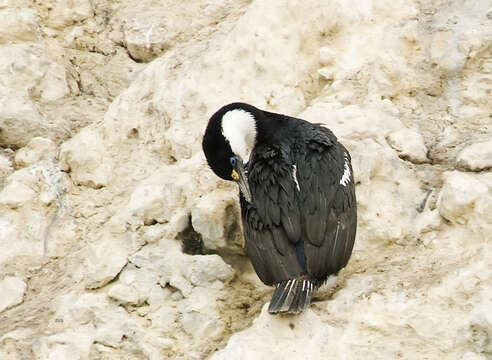 Image of Antarctic Shag