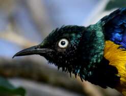 Image of Golden-breasted Starling