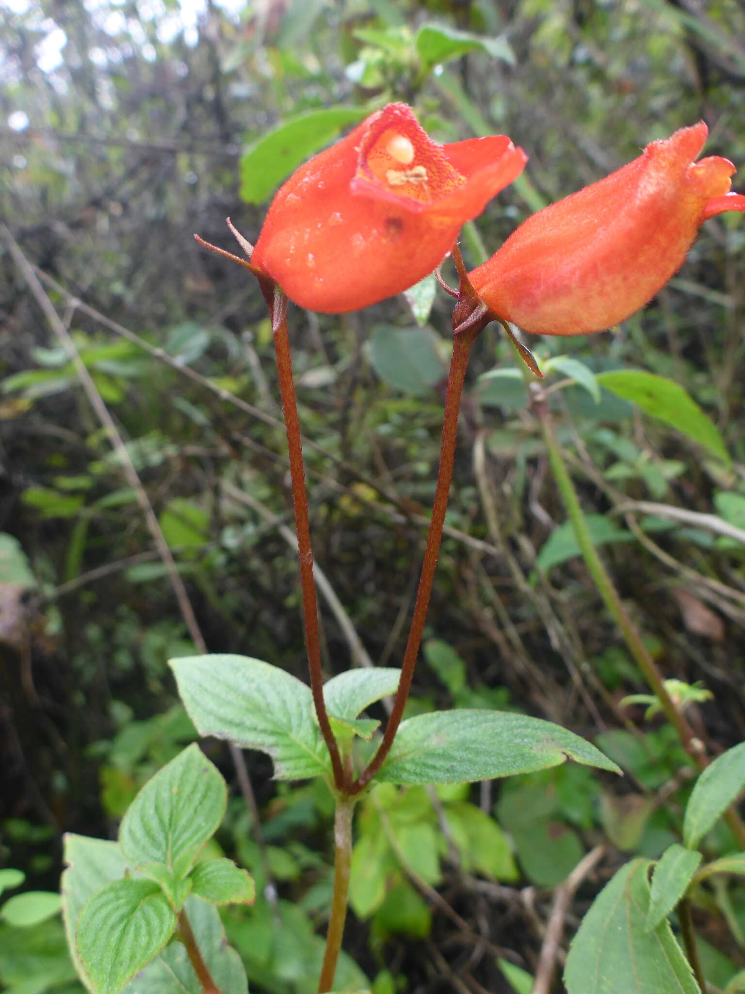 Image de Seemannia nematanthodes (Kuntze) K. Schum.