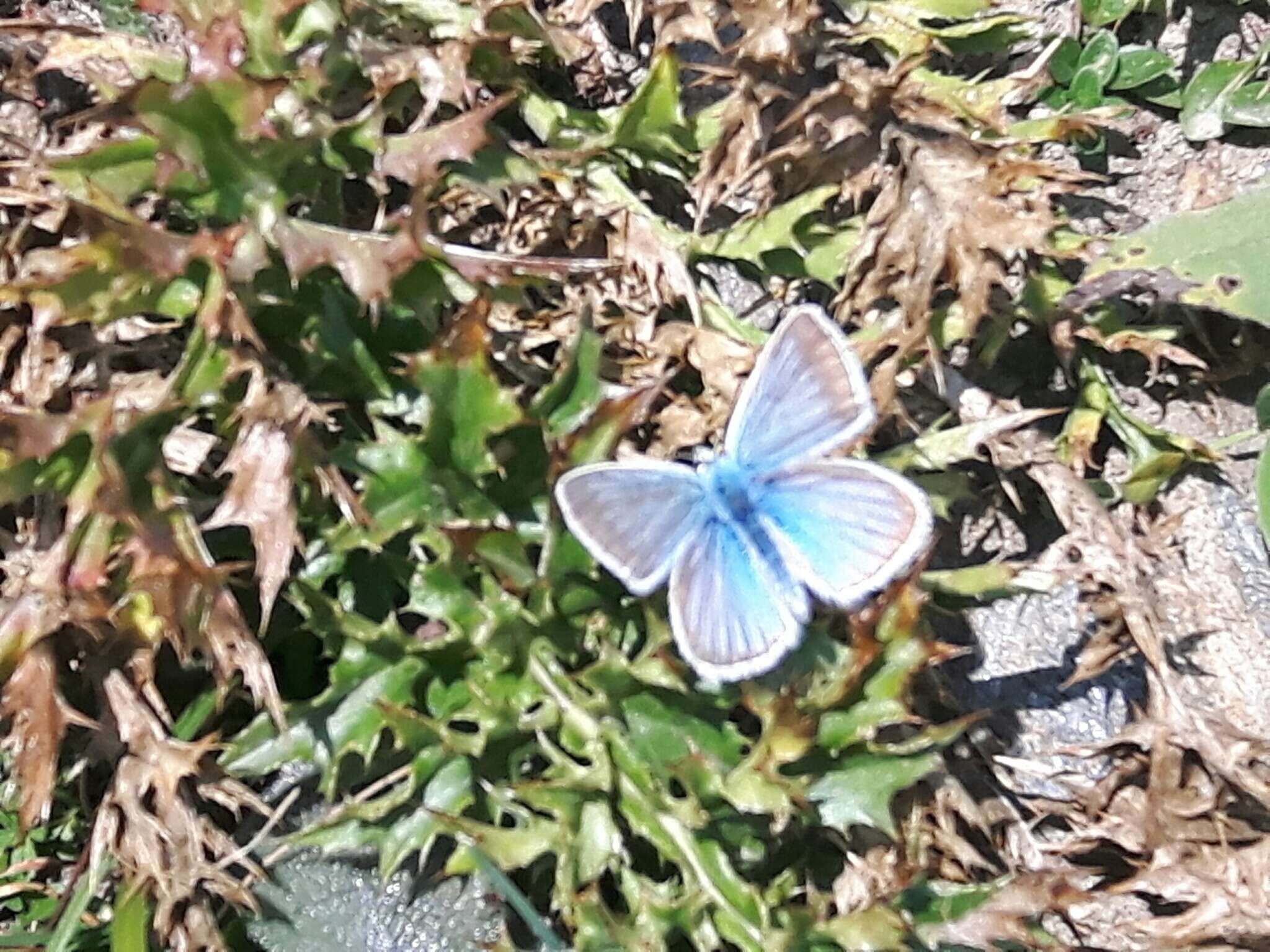 Image of Polyommatus damon