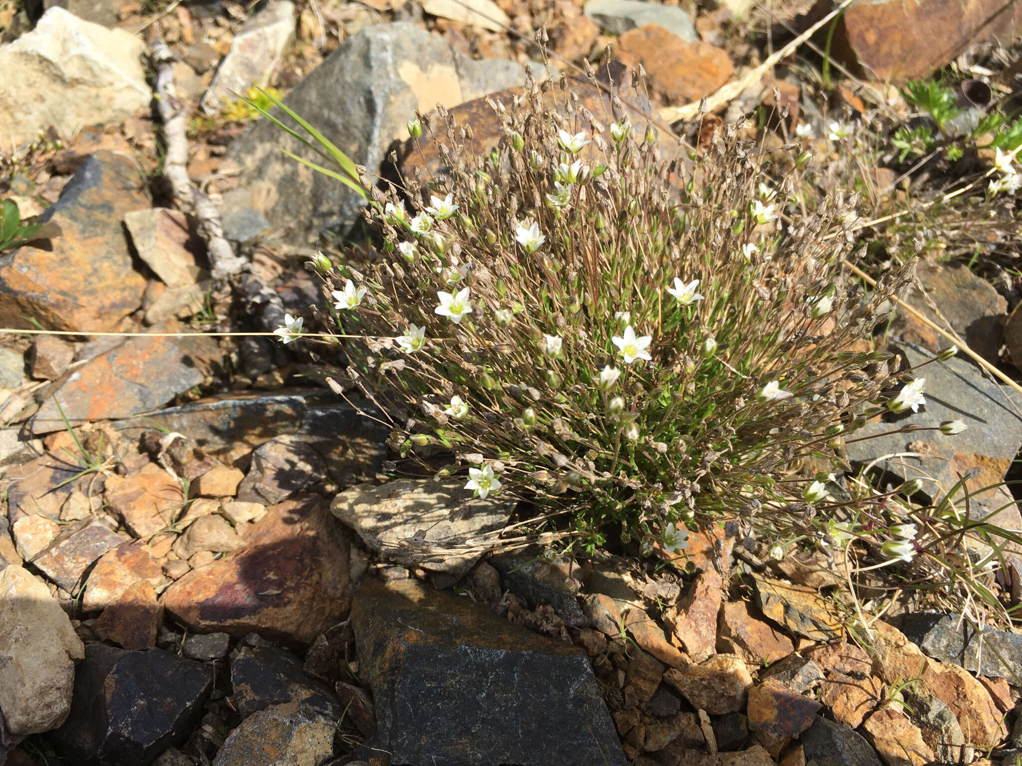 Plancia ëd Sabulina rubella (Wahlenb.) Dillenb. & Kadereit