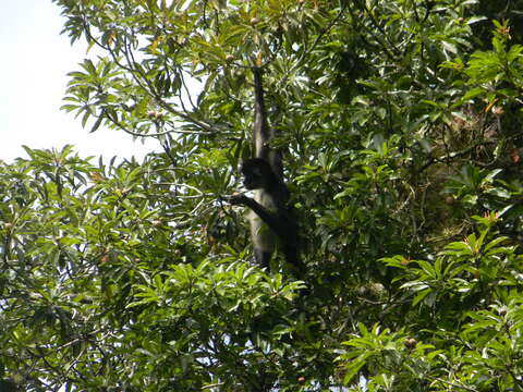 Imagem de Alouatta pigra Lawrence 1933