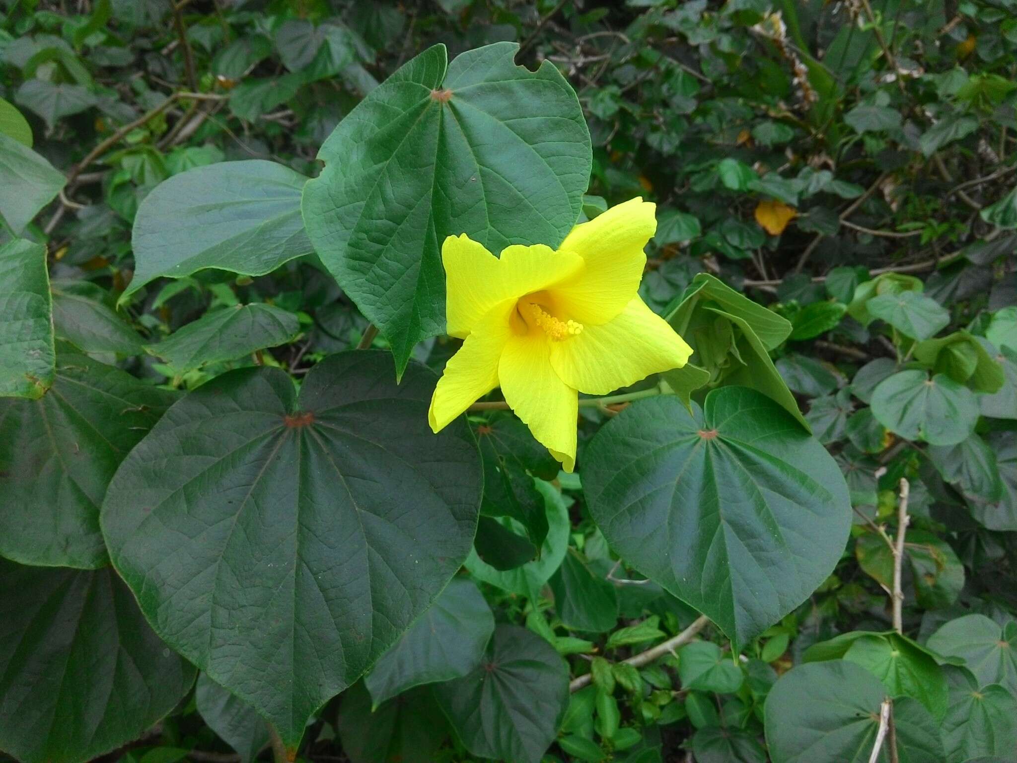 Sivun Talipariti pernambucense (Arruda) Bovini kuva